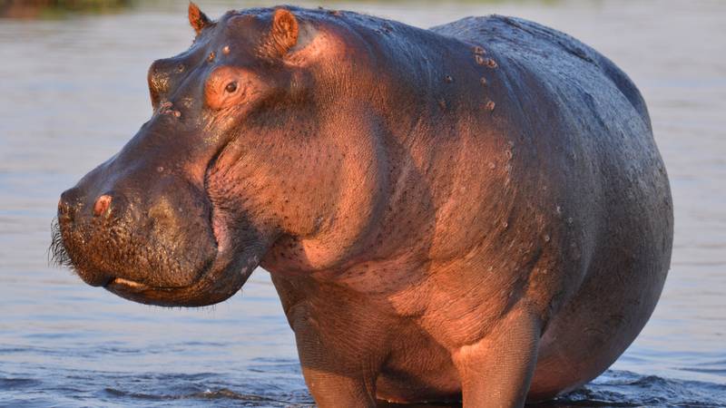 A hippo at a state park in Florida enjoyed a special treat on Thanksgiving.