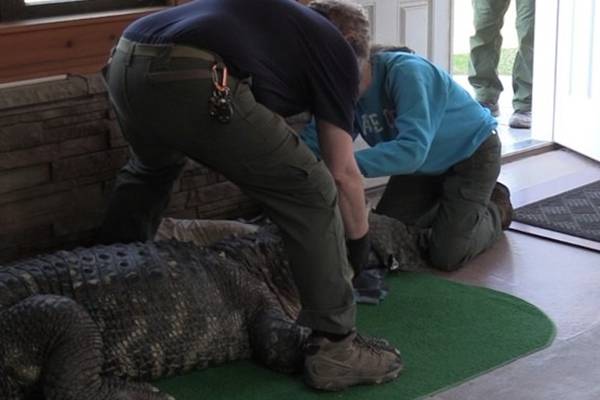 ‘They treated me like a terrorist’: Man fights for return of seized pet alligator