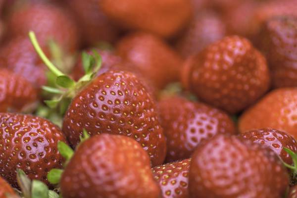 8-year-old boy dies after eating strawberries sold as school fundraiser
