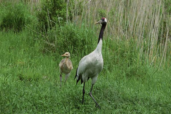 Endangered crane born at Florida zoo
