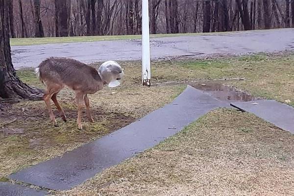 ‘Jughead’ freed: Neighbors remove plastic jug stuck on deer’s head 