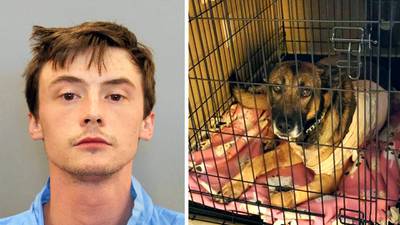 Houston robbery suspect who stabbed K-9 during arrest now under investigation in dad’s death