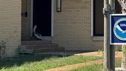 NOAA Staff Frees Pelican Entangled in Fishing Line